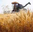 افزایش ۴۰ درصدی خرید گندم در استان کرمان